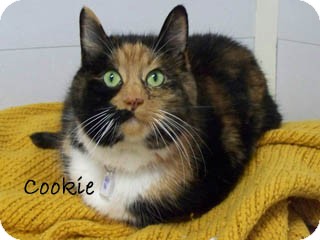 Domestic Shorthair Cat for Sale in Hamilton, Montana - cookie Domestic Shorthair Cat for Sale in Hamilton, Montana - cookie