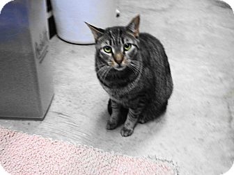 Domestic Shorthair Cat for Sale in Warminster, Pennsylvania - Jake Domestic Shorthair Cat for Sale in Warminster, Pennsylvania - Jake