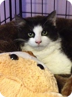 Domestic Longhair Kitten for Sale in Monroe, Georgia - Poppy Domestic Longhair Kitten for Sale in Monroe, Georgia - Poppy