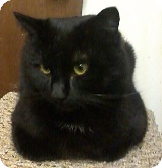 Domestic Mediumhair Cat for Sale in Salem, New Hampshire - Zorro Domestic Mediumhair Cat for Sale in Salem, New Hampshire - Zorro