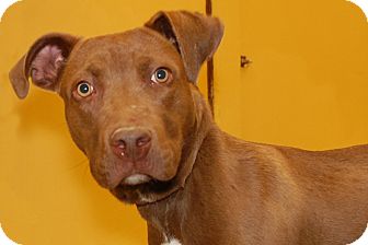 Labrador Retriever/American Pit Bull Terrier Mix Dog for Sale in London, Kentucky - Hershey Labrador Retriever/American Pit Bull Terrier Mix Dog for Sale in London, Kentucky - Hershey