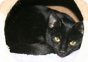 Domestic Shorthair Cat for Sale in Edmonton, Alberta - Ebony Domestic Shorthair Cat for Sale in Edmonton, Alberta - Ebony