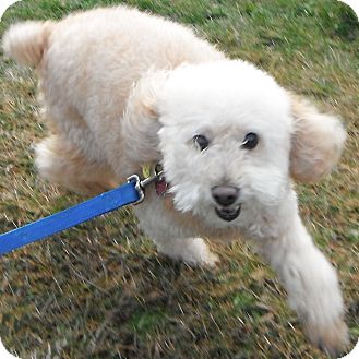 Poodle (Miniature) Dog for Sale in Jackson, Michigan - Cody Poodle (Miniature) Dog for Sale in Jackson, Michigan - Cody