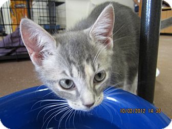 Calico Kitten for Sale in Bunnell, Florida - Queenie Calico Kitten for Sale in Bunnell, Florida - Queenie