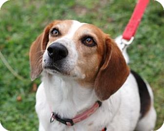 Beagle Mix Dog for Sale in Kettering, Ohio - Merry Beagle Mix Dog for Sale in Kettering, Ohio - Merry