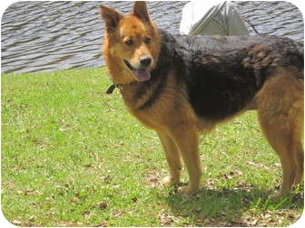 German Shepherd Dog/Golden Retriever Mix Dog for Sale in Wilmington, Delaware - Helen aka Stash German Shepherd Dog/Golden Retriever Mix Dog for Sale in Wilmington, Delaware - Helen aka Stash