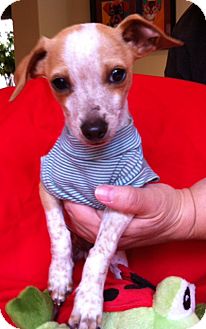 Rat Terrier Mix Puppy for Sale in San Diego, California - FRECKLES, 3 Lbs puppy! Rat Terrier Mix Puppy for Sale in San Diego, California - FRECKLES, 3 Lbs puppy!
