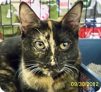 Domestic Shorthair Cat for Sale in Sacramento, California - Kayla Roo Domestic Shorthair Cat for Sale in Sacramento, California - Kayla Roo