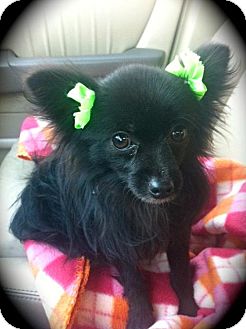 Pomeranian/Chihuahua Mix Dog for Sale in Brea, California - Little Bear Pomeranian/Chihuahua Mix Dog for Sale in Brea, California - Little Bear