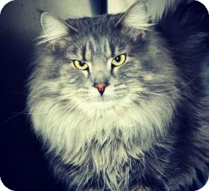 Maine Coon Cat for Sale in Cheyenne, Wyoming - Majestic Maine Coon Cat for Sale in Cheyenne, Wyoming - Majestic