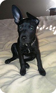 Labrador Retriever/Shepherd (Unknown Type) Mix Puppy for Sale in Youngstown, Ohio - Tootsie ~ Adoption Pending Labrador Retriever/Shepherd (Unknown Type) Mix Puppy for Sale in Youngstown, Ohio - Tootsie ~ Adoption Pending