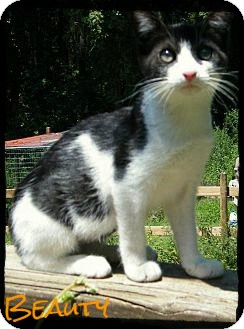 Domestic Shorthair Kitten for Sale in Anywhere, Connecticut - Beauty Domestic Shorthair Kitten for Sale in Anywhere, Connecticut - Beauty