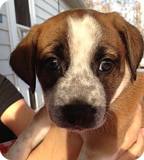 Terrier (Unknown Type, Medium) Mix Puppy for Sale in Richmond, Virginia - Merry Terrier (Unknown Type, Medium) Mix Puppy for Sale in Richmond, Virginia - Merry