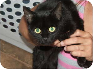 Bombay Kitten for Sale in Griffin, Georgia - Princess Bombay Kitten for Sale in Griffin, Georgia - Princess