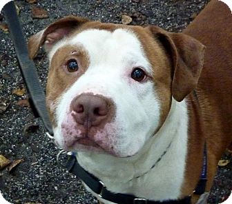 American Bulldog Mix Dog for Sale in Tinton Falls, New Jersey - Justice American Bulldog Mix Dog for Sale in Tinton Falls, New Jersey - Justice