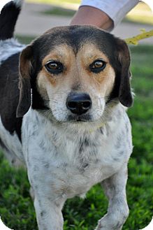 Beagle/English Springer Spaniel Mix Dog for Sale in Glastonbury, Connecticut - Honey Beagle/English Springer Spaniel Mix Dog for Sale in Glastonbury, Connecticut - Honey