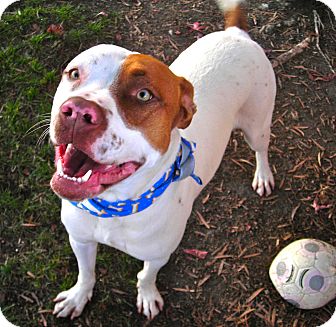 Pit Bull Terrier Mix Dog for Sale in El Cajon, California - Malakye Pit Bull Terrier Mix Dog for Sale in El Cajon, California - Malakye