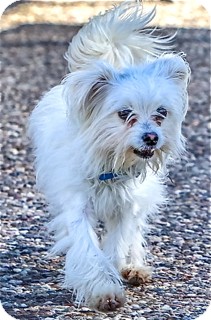 Maltese Mix Dog for Sale in Norwalk, Connecticut - Rhett - adoption pending Maltese Mix Dog for Sale in Norwalk, Connecticut - Rhett - adoption pending