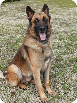 German Shepherd Dog Dog for Sale in Nashville, Tennessee - Guido German Shepherd Dog Dog for Sale in Nashville, Tennessee - Guido