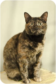 Domestic Shorthair Cat for Sale in Brooklyn, New York - India Domestic Shorthair Cat for Sale in Brooklyn, New York - India