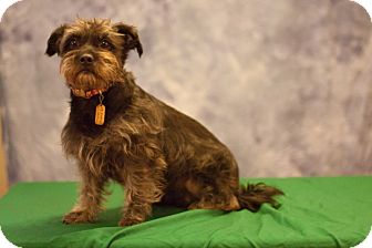 Terrier (Unknown Type, Small) Mix Dog for Sale in Sheridan, Oregon - Mona Terrier (Unknown Type, Small) Mix Dog for Sale in Sheridan, Oregon - Mona