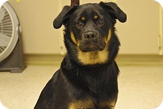 Labrador Retriever/Rottweiler Mix Puppy for Sale in Elyria, Ohio - Elwood Labrador Retriever/Rottweiler Mix Puppy for Sale in Elyria, Ohio - Elwood