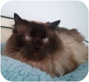 Siamese Cat for Sale in Anchorage, Alaska - Geisha Siamese Cat for Sale in Anchorage, Alaska - Geisha