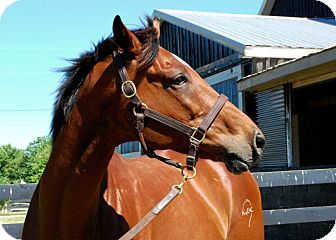 Thoroughbred for Sale in Nicholasville, Kentucky - Where's Michael Thoroughbred for Sale in Nicholasville, Kentucky - Where's Michael