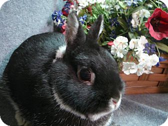 Silver Marten Mix for Sale in Newport, Delaware - Bixby Silver Marten Mix for Sale in Newport, Delaware - Bixby