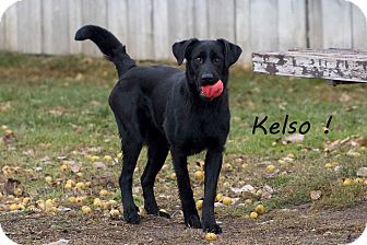 Labrador Retriever Mix Dog for Sale in Hamilton, Montana - Kelso Labrador Retriever Mix Dog for Sale in Hamilton, Montana - Kelso