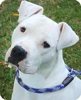 American Pit Bull Terrier Mix Puppy for Sale in Red Bluff, California - Casper American Pit Bull Terrier Mix Puppy for Sale in Red Bluff, California - Casper