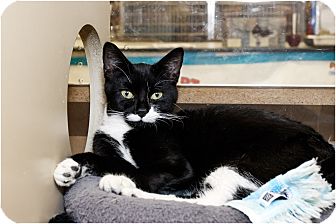Domestic Shorthair Cat for Sale in Salem, New Hampshire - Lucy Domestic Shorthair Cat for Sale in Salem, New Hampshire - Lucy