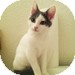 Domestic Shorthair Kitten for Sale in Vancouver, British Columbia - Holli Domestic Shorthair Kitten for Sale in Vancouver, British Columbia - Holli