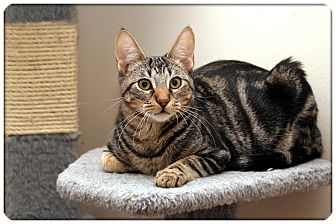 Domestic Shorthair Cat for Sale in Sterling Heights, Michigan - Newman - ADOPTED! Domestic Shorthair Cat for Sale in Sterling Heights, Michigan - Newman - ADOPTED!