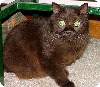 Havana Brown Cat for Sale in Chattanooga, Tennessee - Hershey Havana Brown Cat for Sale in Chattanooga, Tennessee - Hershey