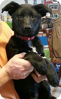 German Shepherd Dog/Labrador Retriever Mix Puppy for Sale in Nashville, Tennessee - Emma German Shepherd Dog/Labrador Retriever Mix Puppy for Sale in Nashville, Tennessee - Emma