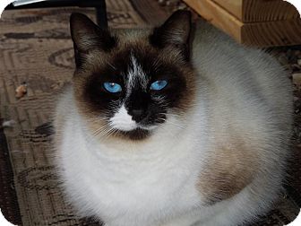 Snowshoe Cat for Sale in Chattanooga, Tennessee - Reese Snowshoe Cat for Sale in Chattanooga, Tennessee - Reese