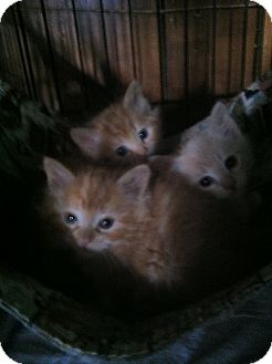 Domestic Mediumhair Kitten for Sale in Clay, New York - KITTEN'S Domestic Mediumhair Kitten for Sale in Clay, New York - KITTEN'S