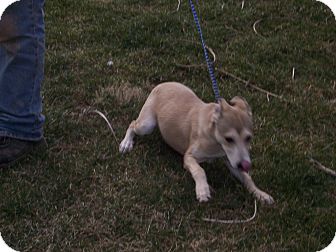 Husky/Labrador Retriever Mix Puppy for Sale in Germantown, Maryland - Lexie Husky/Labrador Retriever Mix Puppy for Sale in Germantown, Maryland - Lexie