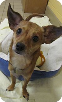 Chihuahua Mix Dog for Sale in Jackson, Michigan - Chopper Chihuahua Mix Dog for Sale in Jackson, Michigan - Chopper