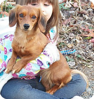 Dachshund Dog for Sale in Sussex, New Jersey - Munchkin Dachshund Dog for Sale in Sussex, New Jersey - Munchkin