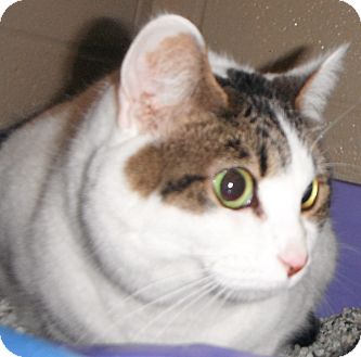 Domestic Shorthair Cat for Sale in Jackson, Michigan - Princess Butterfly Domestic Shorthair Cat for Sale in Jackson, Michigan - Princess Butterfly