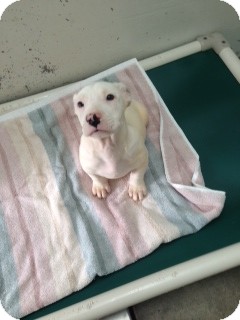 Terrier (Unknown Type, Medium) Mix Puppy for Sale in Chippewa Falls, Wisconsin - Butch Terrier (Unknown Type, Medium) Mix Puppy for Sale in Chippewa Falls, Wisconsin - Butch