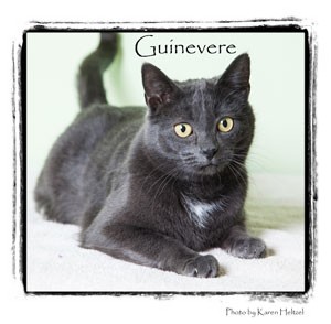 Domestic Shorthair Cat for Sale in Warren, Pennsylvania - Guinevere Domestic Shorthair Cat for Sale in Warren, Pennsylvania - Guinevere