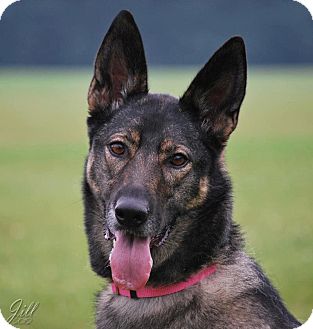 German Shepherd Dog Mix Dog for Sale in Winnipeg, Manitoba - Chanel German Shepherd Dog Mix Dog for Sale in Winnipeg, Manitoba - Chanel