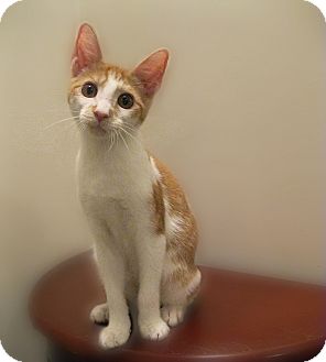 Domestic Shorthair Kitten for Sale in Richmond, Virginia - Passel of Kittens (Jaspurr) Domestic Shorthair Kitten for Sale in Richmond, Virginia - Passel of Kittens (Jaspurr)