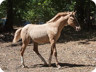 Quarterhorse Mix for Sale in El Dorado Hills, California - Roo Quarterhorse Mix for Sale in El Dorado Hills, California - Roo