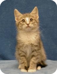 Domestic Mediumhair Cat for Sale in Sacramento, California - Tom Domestic Mediumhair Cat for Sale in Sacramento, California - Tom