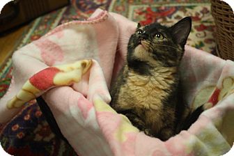 Domestic Shorthair Kitten for Sale in Marietta, Georgia - Maisie Domestic Shorthair Kitten for Sale in Marietta, Georgia - Maisie