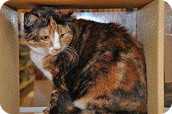 Calico Cat for Sale in Temple, Pennsylvania - Carmella Calico Cat for Sale in Temple, Pennsylvania - Carmella